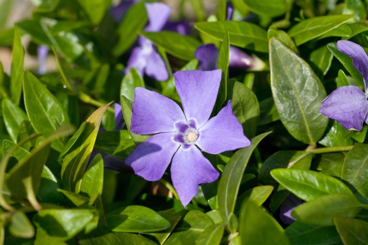 Immergrün Pflanze mit lila Blüte und grünen Blättern