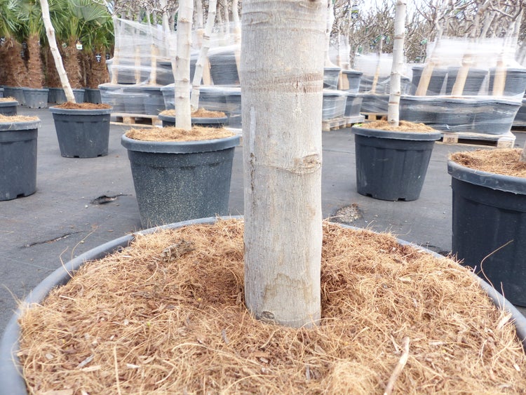 Feigenbaum 180 cm Stammumfang 13 - 16 cm, winterhart, kräftiger Stamm, Ficus Carica, Feige, Obst