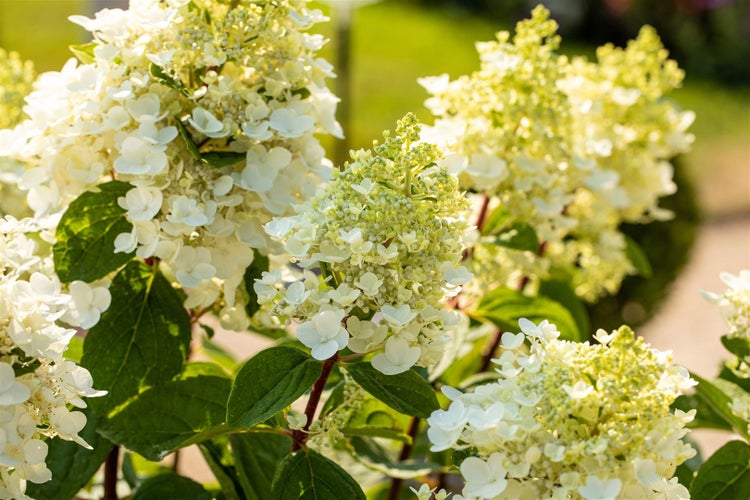 Hydrangea paniculata 'Baby Lace', Rispenhortensie, weiß, 40–60 cm