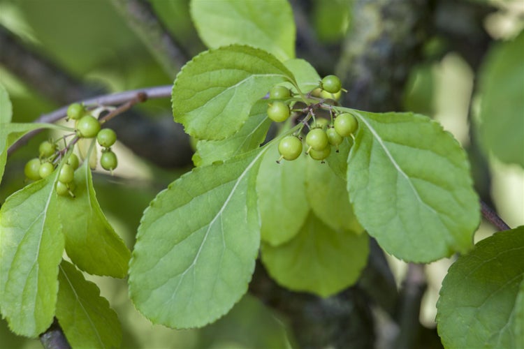 Celastrus orbiculatus, Kletterpflanze, 60–100 cm
