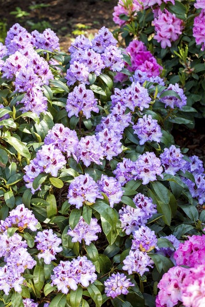 Rhododendron Hybr. 'Blue Peter', blauviolett, 30–40 cm