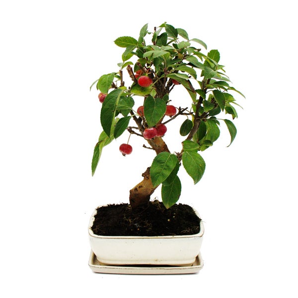 Bonsai Apfelbaum mit kleinen roten Früchten und grünen Blättern in einer weißen Keramikschale mit Untersetzer.
