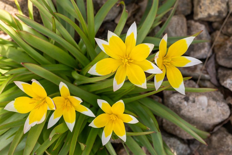 Tulipa tarda, Wildtulpe, gelb-weiß, ca. 9x9 cm Topf