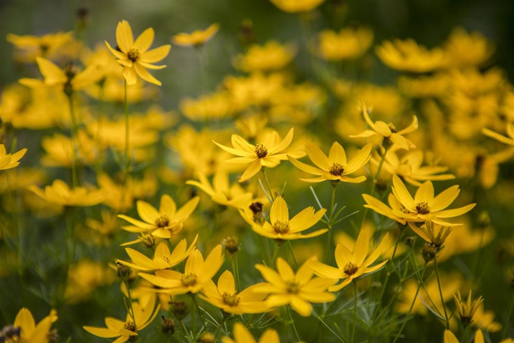 Coreopsis verticillata 'Zagreb', Mädchenauge, gelb, ca. 9x9 cm Topf