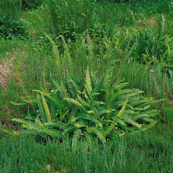 Nahaufnahme von Farnpflanzen im Garten