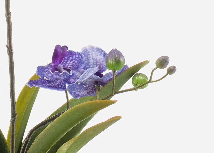 Künstliche Orchidee mit blau-violett gemusterten Blüten, grünen Knospen und Blättern.
