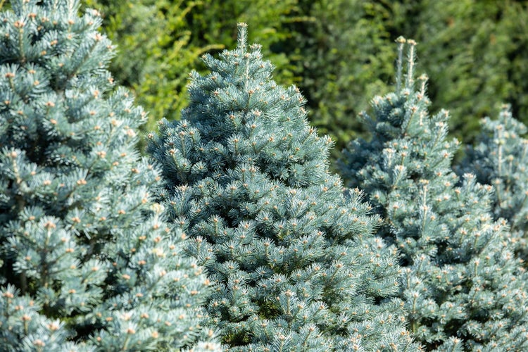 Nahaufnahme von Blaufichten im Garten.