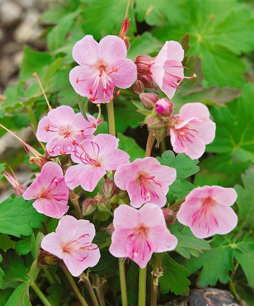 Geranium macrorrhizum 'Olympos', Balkan-Storchschnabel, ca. 9x9 cm Topf