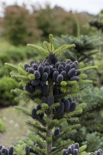 Abies koreana, Koreanische Tanne, 25–30 cm