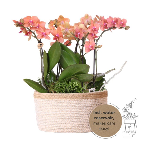 Kolibri Orchids orangefarbenes Pflanzenset im Baumwollkorb inkl. Wassertank drei orangefarbene Orchideen Bozen 9cm und drei Grünpflanzen Rhipsalis Dschungelstrauß orange mit autarkem Wassertank