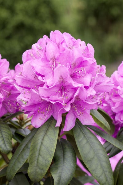 Rhododendron Hybr. 'Catawbiense Boursault', lila Blüten, 40–50 cm