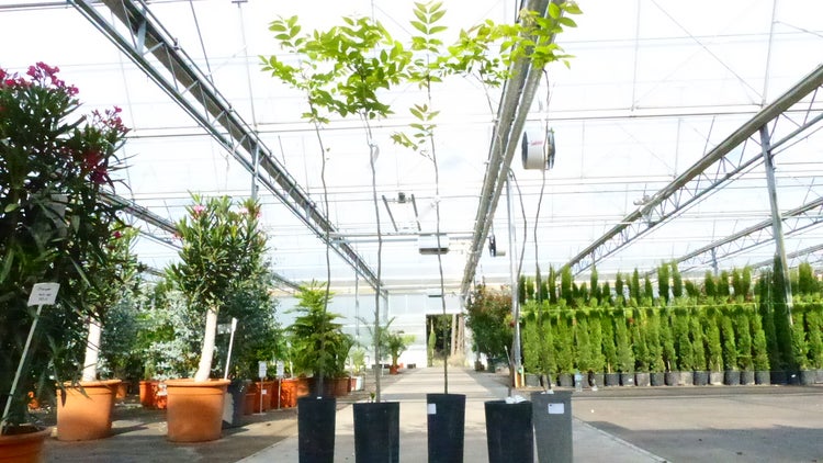 CARYA ILLINOINENSIS, Pekannuss, 160-170 cm Pecannussbaum, bedingt winterhart