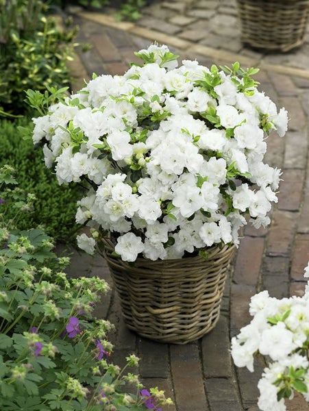 Rhododendron obtusum 'Schneeperle', weiß, 15–20 cm