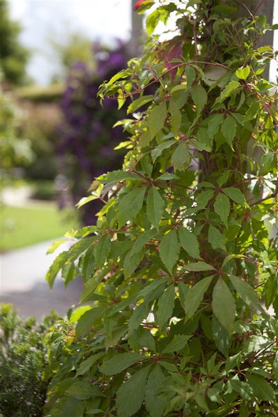 Parthenocissus quinquefolia 'Engelmannii', Wilder Wein, 80–100 cm