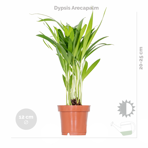 4x Stylischer Zimmerpflanzen-Mix - Chamaedorea-Dypsis-Musa-Strelitzia - Luftreinigend - ⌀12 cm - 20-45 cm