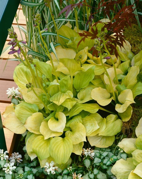 Hosta x fortunei 'Sun Power', Funkie, gelbgrün, ca. 9x9 cm Topf