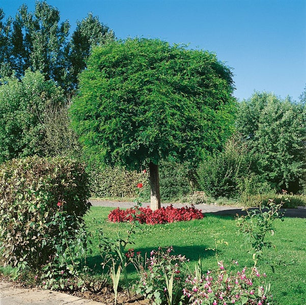 Eine Kugelrobinie als Hochstamm im Garten mit einer Unterpflanzung aus roten Blumen auf einem grünen Rasen.