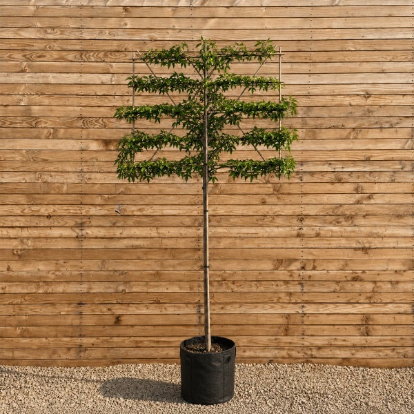 Ein Dachspalierbaum in einem schwarzen Pflanzgefäß vor einer hölzernen Sichtschutzwand.