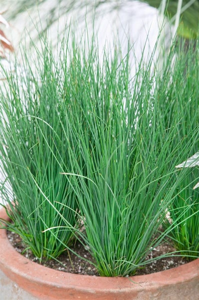 Grasartige Pflanze im Topf