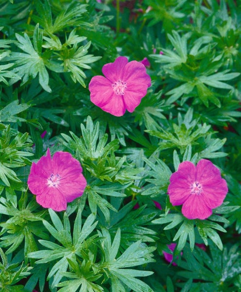 Geranium sanguineum 'Tiny Monster', Storchschnabel, ca. 9x9 cm Topf