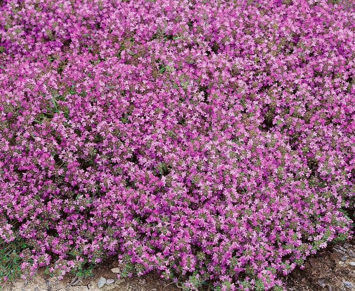 Thymus serpyllum 'Coccineus', Sand-Thymian, purpurrot, ca. 9x9 cm Topf
