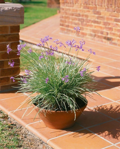 Tulbaghia violacea, Knoblauchgras, lila Blüten, ca. 9x9 cm Topf