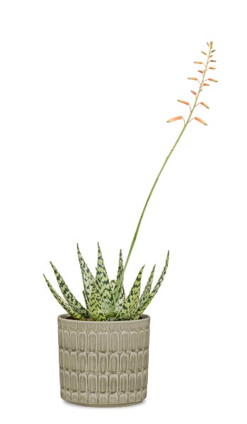 Scheurich Lagom, Blumentopf aus Keramik,  Farbe: Luna, 18,6 cm Durchmesser, 17,2 cm hoch, 6 l Vol.