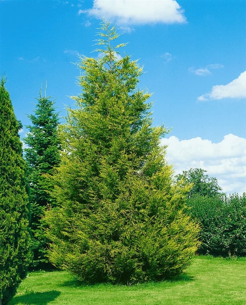 Chamaecyparis lawsoniana 'Stewartii', Gelbe Scheinzypresse, 50–60 cm