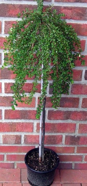 Cotoneaster congestus, Zwergmispel-Stämmchen,  Gesamthöhe von 120-130 cm