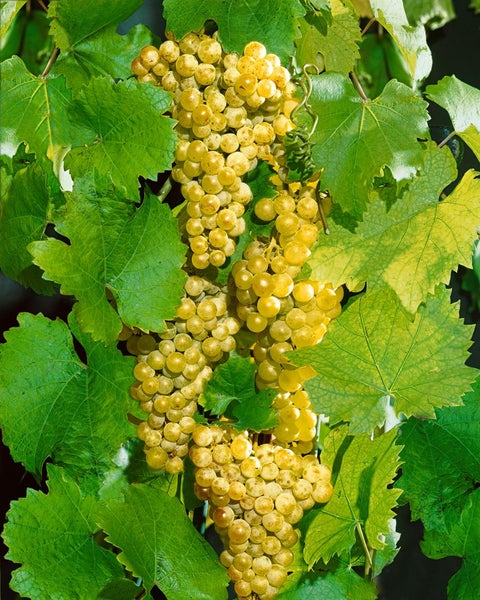Vitis vinifera 'Muskateller', Weinrebe, 80–100 cm