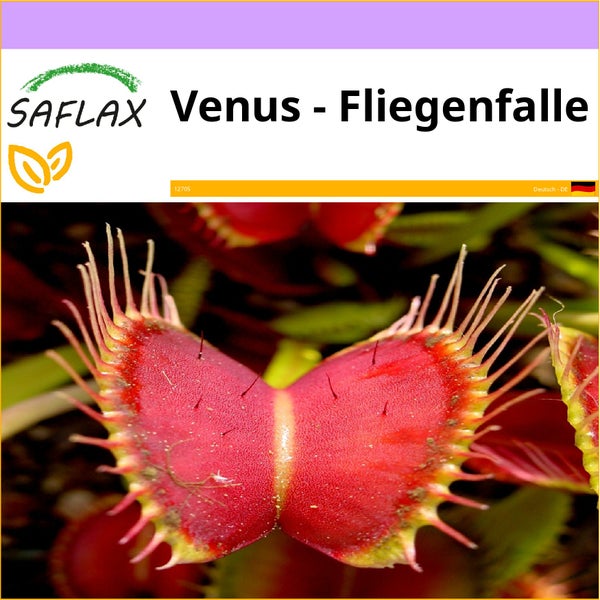 SAFLAX  - Venus - Fliegenfalle - Dionaea muscipula - 10 Samen