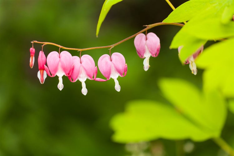 Blutendes Herz Blume auf einem Zweig mit Blättern