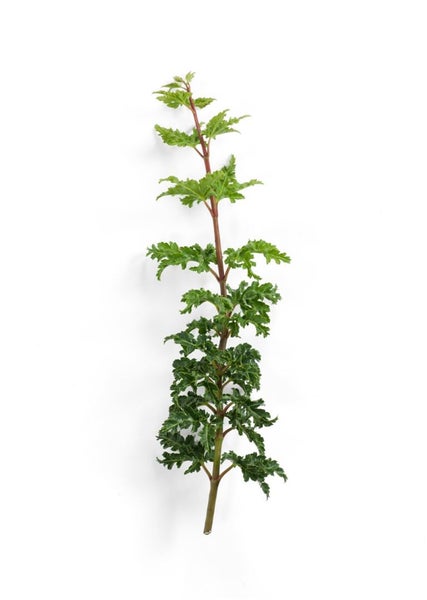 Acer palmatum 'Shishigashira', Japanischer Ahorn, 60 cm Stammhöhe