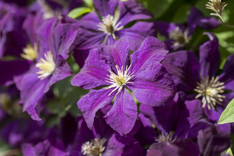 Clematis Hybride 'Gipsy Queen', Waldrebe, dunkelviolett, 60–100 cm