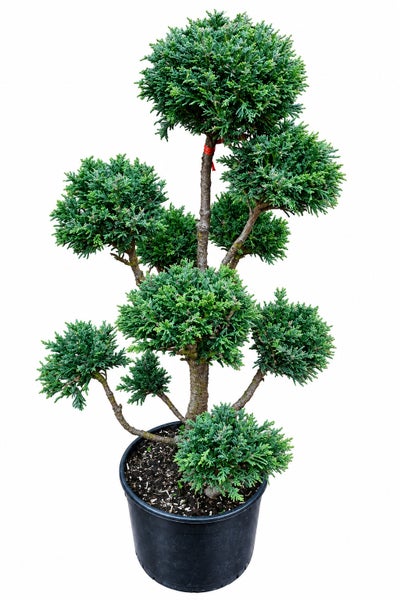 Geformter Gartenbonsai Chamaecyparis in einem Pflanztopf zur dekorativen Gartengestaltung.