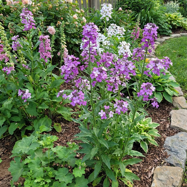 Gartenbeet mit blühenden Nachtviolen in Violett und Weiß, Mulch und einer Beeteinfassung aus Natursteinen.
