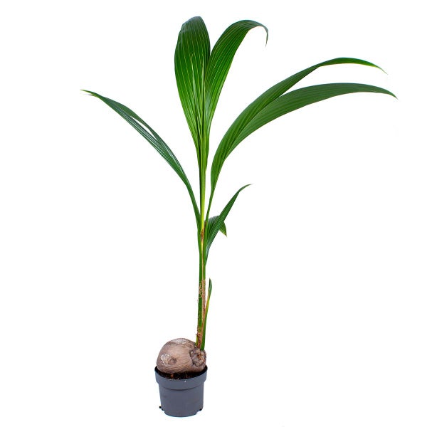 Cocos 'Nucifera' - Kokospalme - Zimmerpflanze - Tropisch - ⌀19 cm - ↕110-120 cm