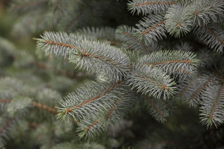 Picea pungens 'Blue Diamond', Blaufichte, 25–30 cm
