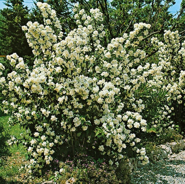 Reich blühender Pfeifenstrauch im Garten
