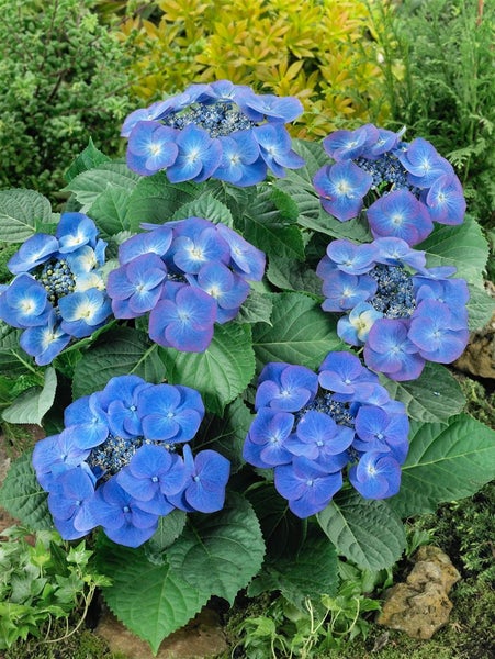 Blühende Hortensienpflanze im Garten