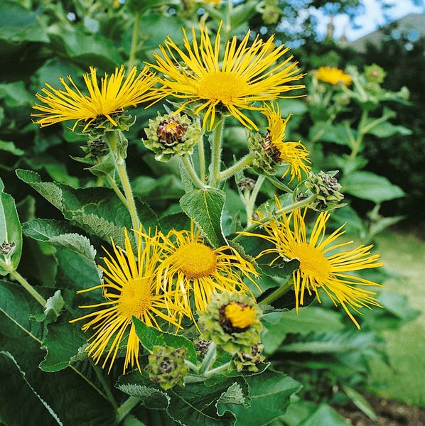 Inula magnifica, Pracht-Alant, gelb, ca. 9x9 cm Topf