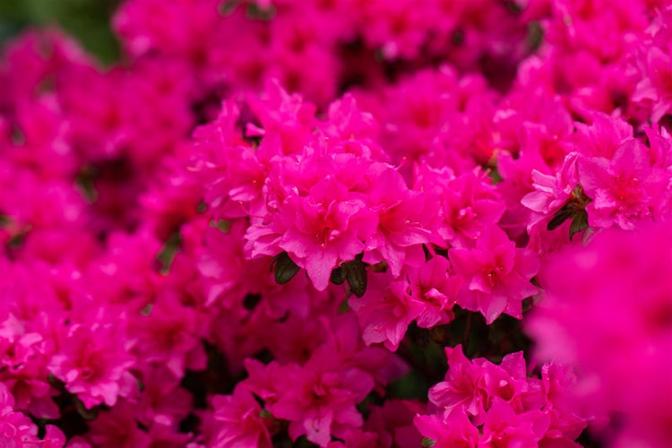 Rhododendron obtusum 'Melina', Azalee, rosa Blüten, 20–25 cm