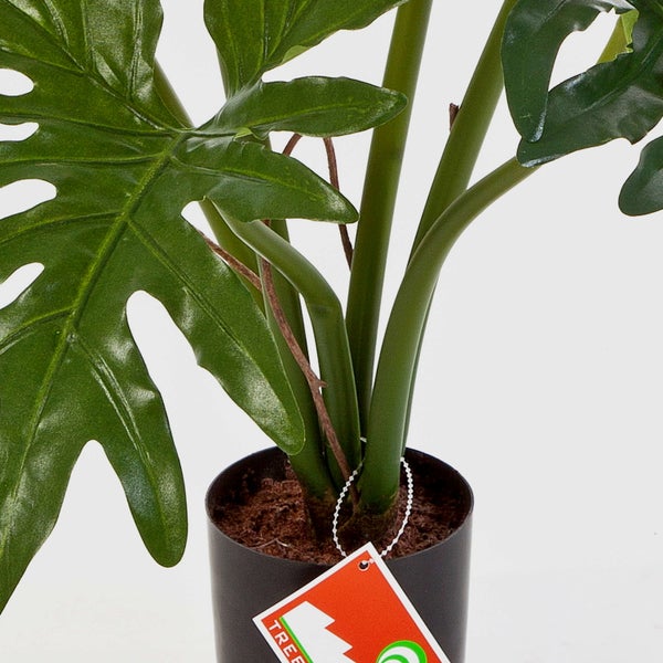 Nahaufnahme eines grünen, gelappten Philodendronblatts.