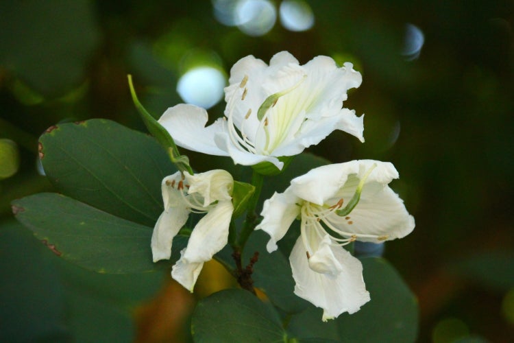 SAFLAX Garden in the bag - Weißer Orchideenbaum - Bauhinia variegata candida - 5 Samen - Mit Anzuchtsubstrat im praktischen, selbst aufstellenden Beutel