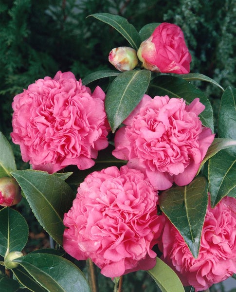 Kamelie mit rosa Blüten und grünen Blättern