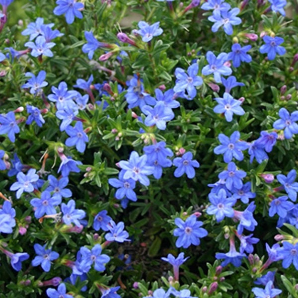 Blühende Lithodora diffusa Pflanze