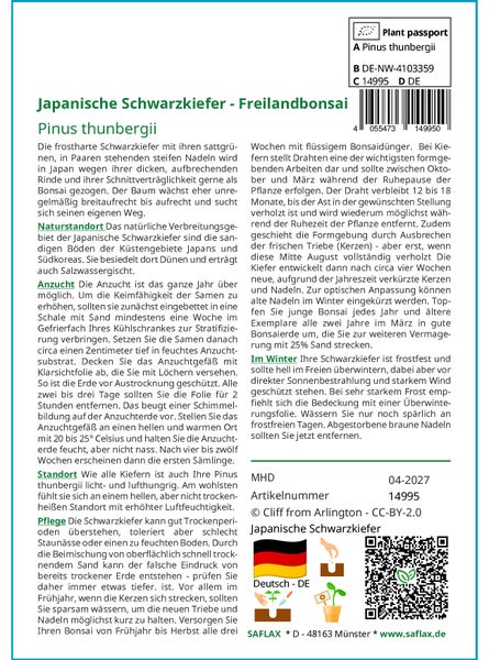 SAFLAX Anzucht Set - Japanische Schwarzkiefer - Pinus thunbergii - 30 Samen - Mit Mini-Gewächshaus, Anzuchtsubstrat und 2 Töpfen