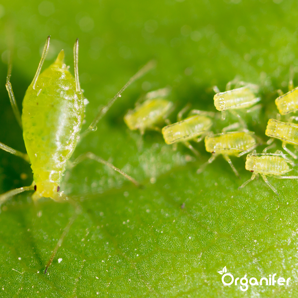 Leaf Insects Blattinsekten Kapseln - 36 Stück - Organifer