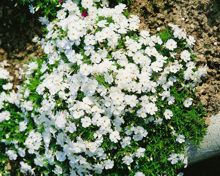 Phlox douglasii 'White Admiral', Teppichphlox, weiß, ca. 9x9 cm Topf