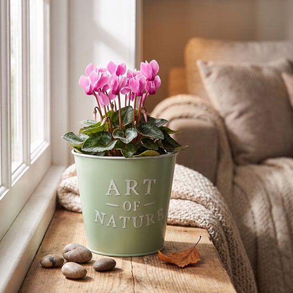 Rosa Alpenveilchen in einem dekorativen Metallübertopf mit der Aufschrift Art of Nature auf einem Holztisch mit Deko-Steinen und Blatt.